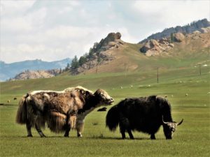 Dos yaks enamorados en la estepa mongoliana./ Foto J.M.