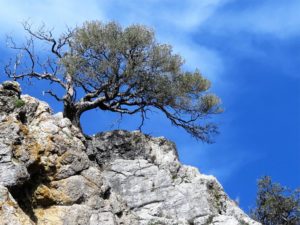 La fuerza, el árbol y la roca./ Foto J.M.