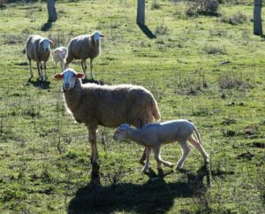 Hay ovejas qeu hablan; no que balan solo. También hablan./ Foto J.M.