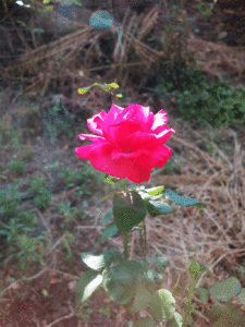 La rosa en su soledad./ Foto JM