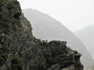 Cabras montesas en las inmediaciones del cerro Corona./ Foto J.M.