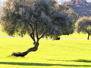 El olivo que no quiere caerse./ Foto J.M.