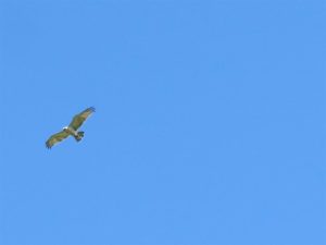 El vuelo del águila./ Foto J.M.