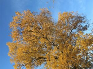Esplendor amarillo en otoño./ Foto J.M.