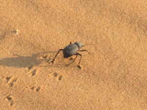 El escarabajo persiguiendo al destino en Erg Chebbi./ Foto JM