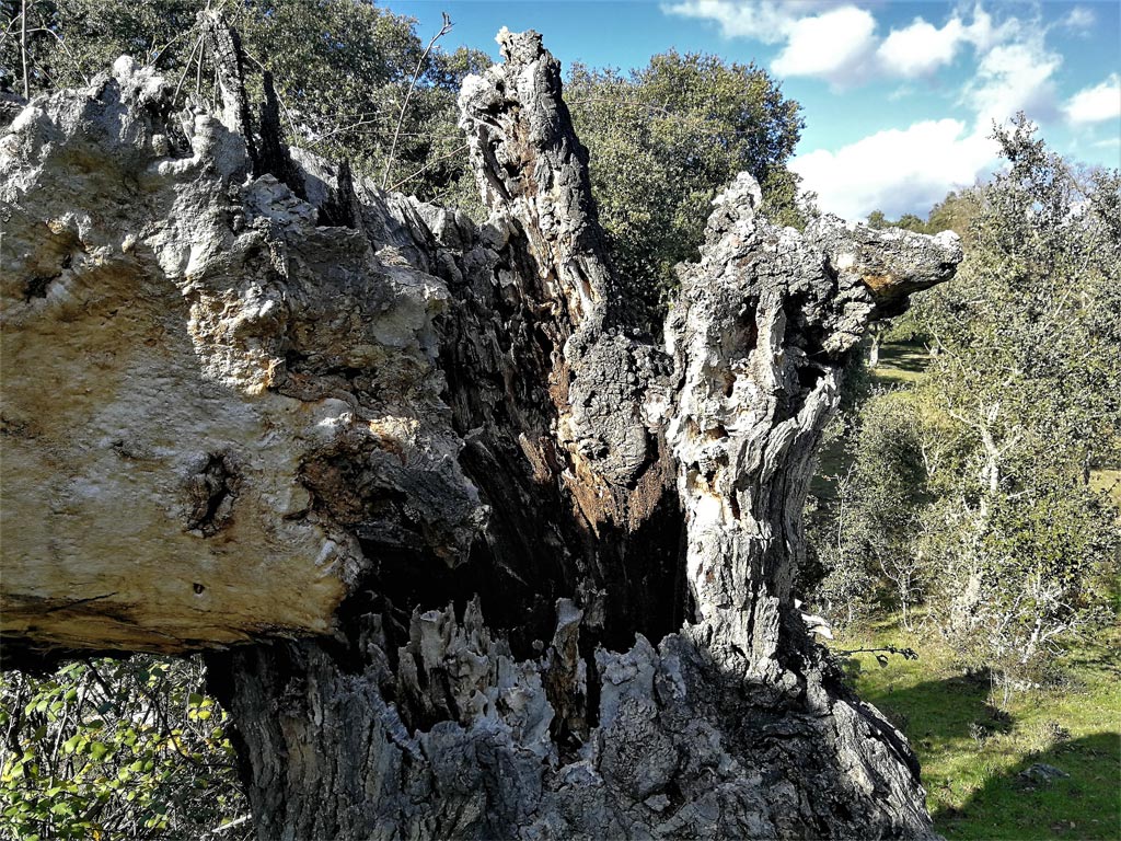 Los bribones, una especie a extinguir