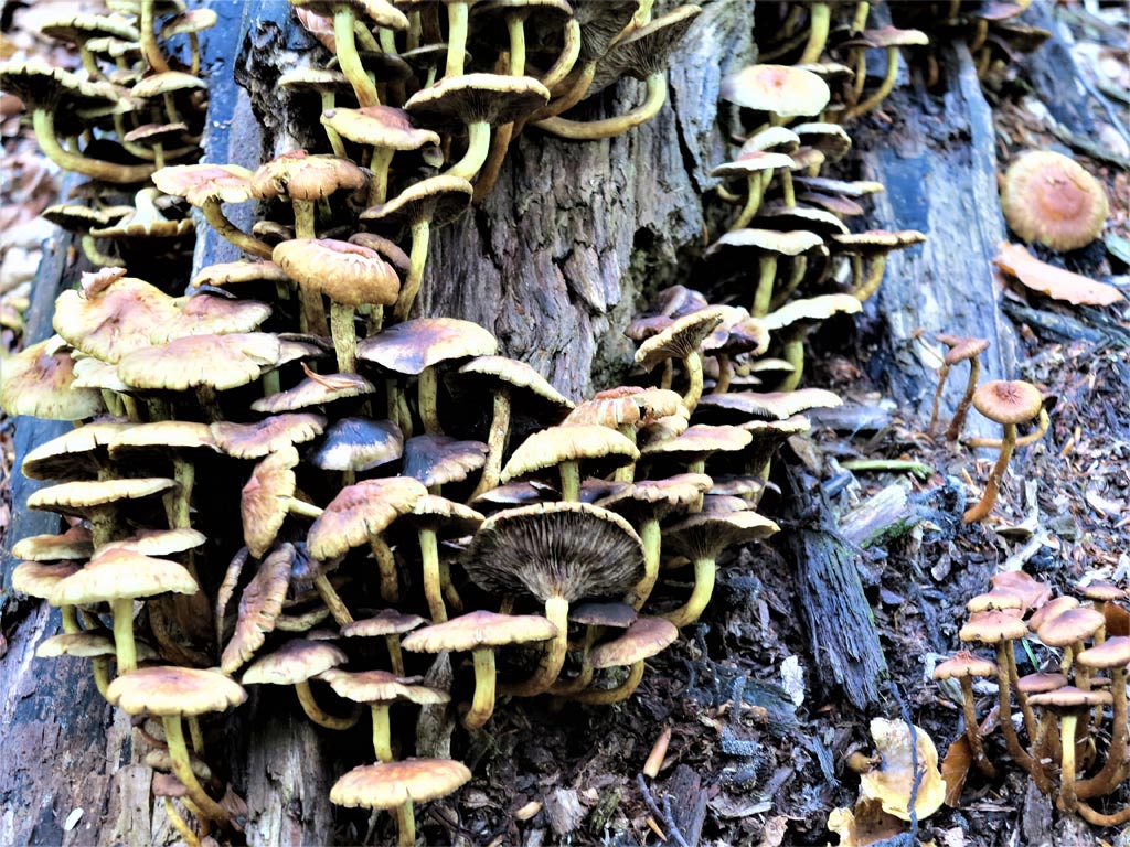 Los hongos asaltan los troncos que mueren y, poco a poco, los devoran./ Foto JM