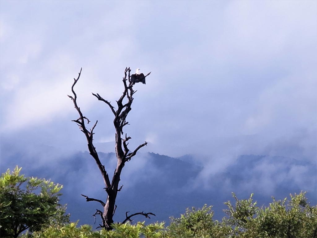 Los árboles secos, o destruidos por el fuego, son la atalaya ideal para las aves./ Foto JM