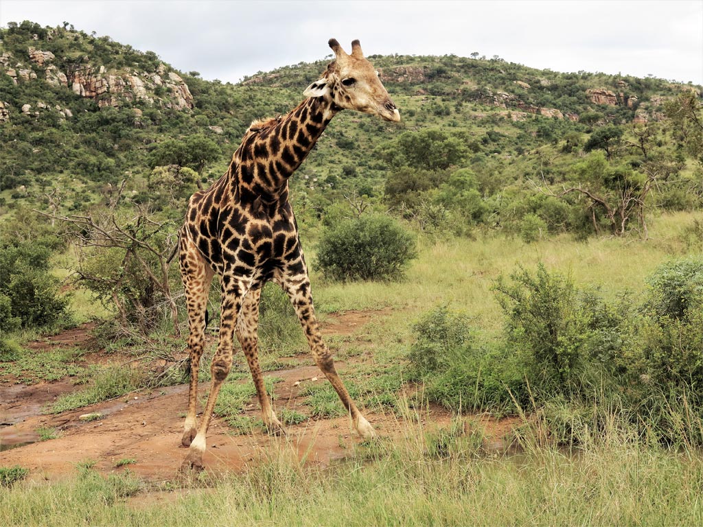 La jirafa que vino a hablar con nosotros./ Foto JM