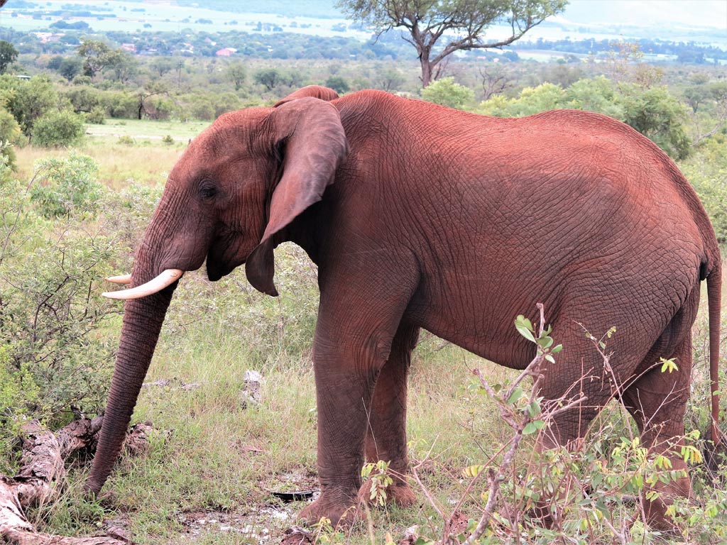 Un elefante pensando./ Foto JM