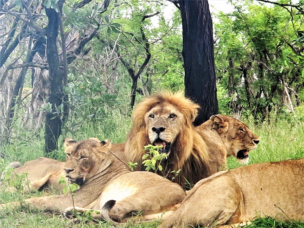 Familia de leones esperando a que lleguen los turistas para hacerles las fotos./ Foto JM