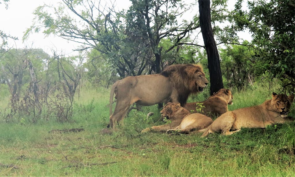 La familia de leones descansa tras el posado fotográfico./ Foto JM