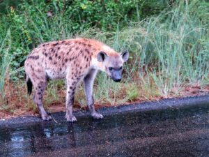 La tristeza de la hiena aburrida en el arcén./ Foto JM