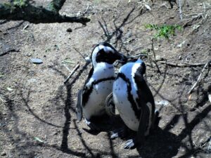 Como dos enamorados, los pingüinos se besan./ Foto JM