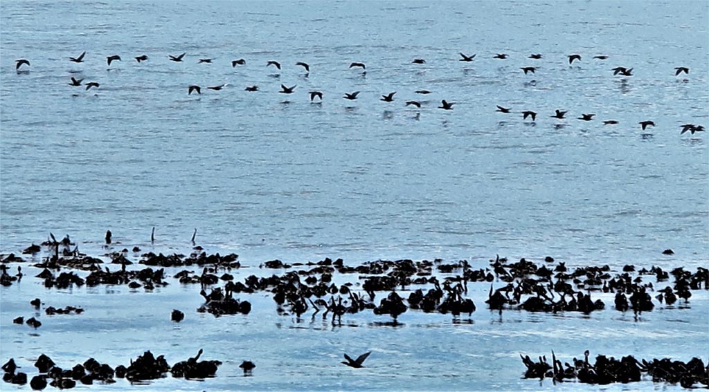 En la bahía de Boulders, pingüinos y cormoranes conviven por miles./ Foto JM