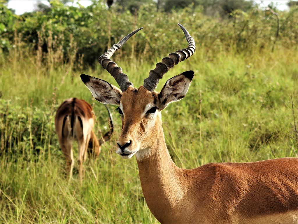 Retrato de impala, un ejemplar de los cientos que hemos visto./ Foto JM