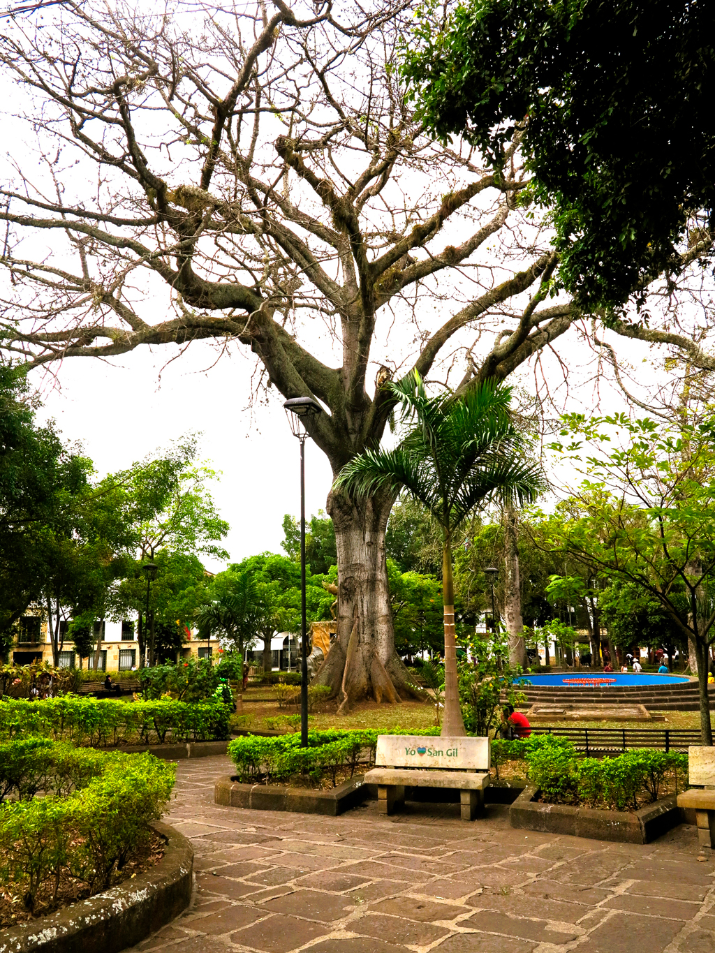 Ceiba gigante en la plaza Mayor de San Gil./ JM
