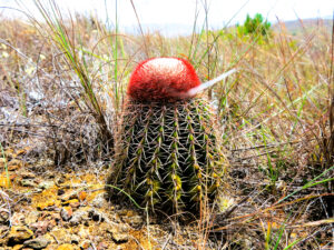 Cactus en el desierto de la Candelaria, en Colombia./ Foto JM