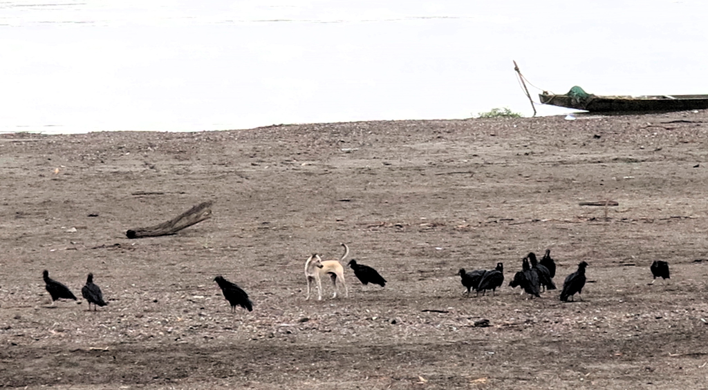 El perro guardián de los pájaros en los arenales del río Magdalena./ Foto JM