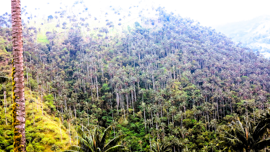 Bosque de palma de ./ Foto JM