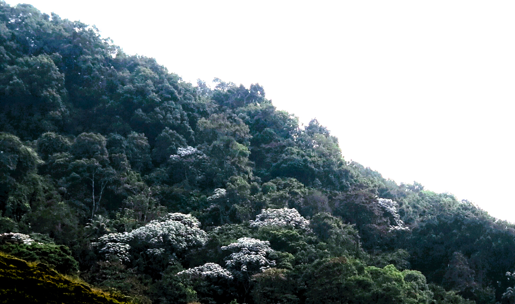 Ese bosque grandioso en el que destaca el yarumo banco, que con la luz parece cubierto de ceniza./ Foto JM