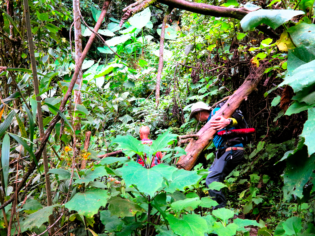 Nuestra mayor aventura en la selva, cerca de Santa Rosa de Cabal./ Foto JM