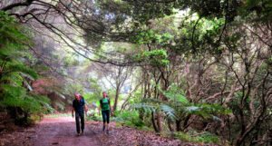 Por el corazón del bosque de laurisilvas./ Foto JM