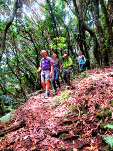 Descendiendo del bosque de los helechos giganes./ Foto JM