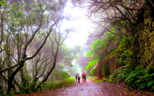 En el corazón del bosque de laurisilvas./ Foto JM