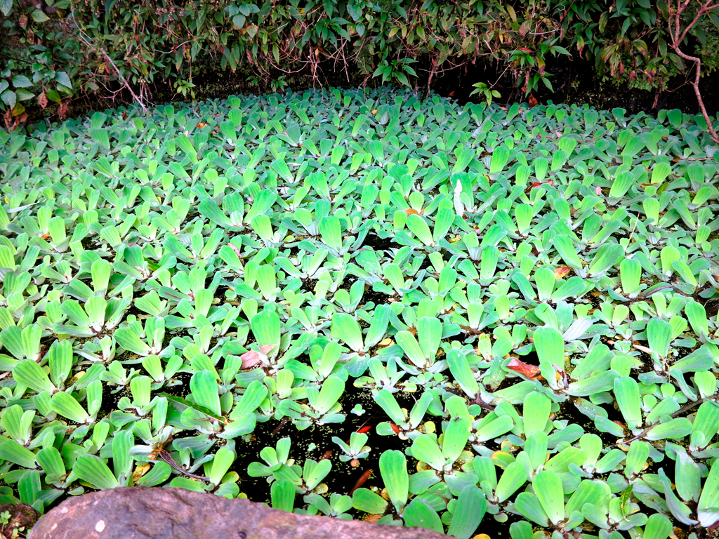 Vegetación flotando en el agua de una fuente./ Foto JM