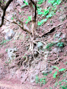 Durante millones de años esta isla volcánica fue generando una capa vegetal mientras las raíces de los árboles tejían una tela de araña para adherirse a la roca./ Foto JM