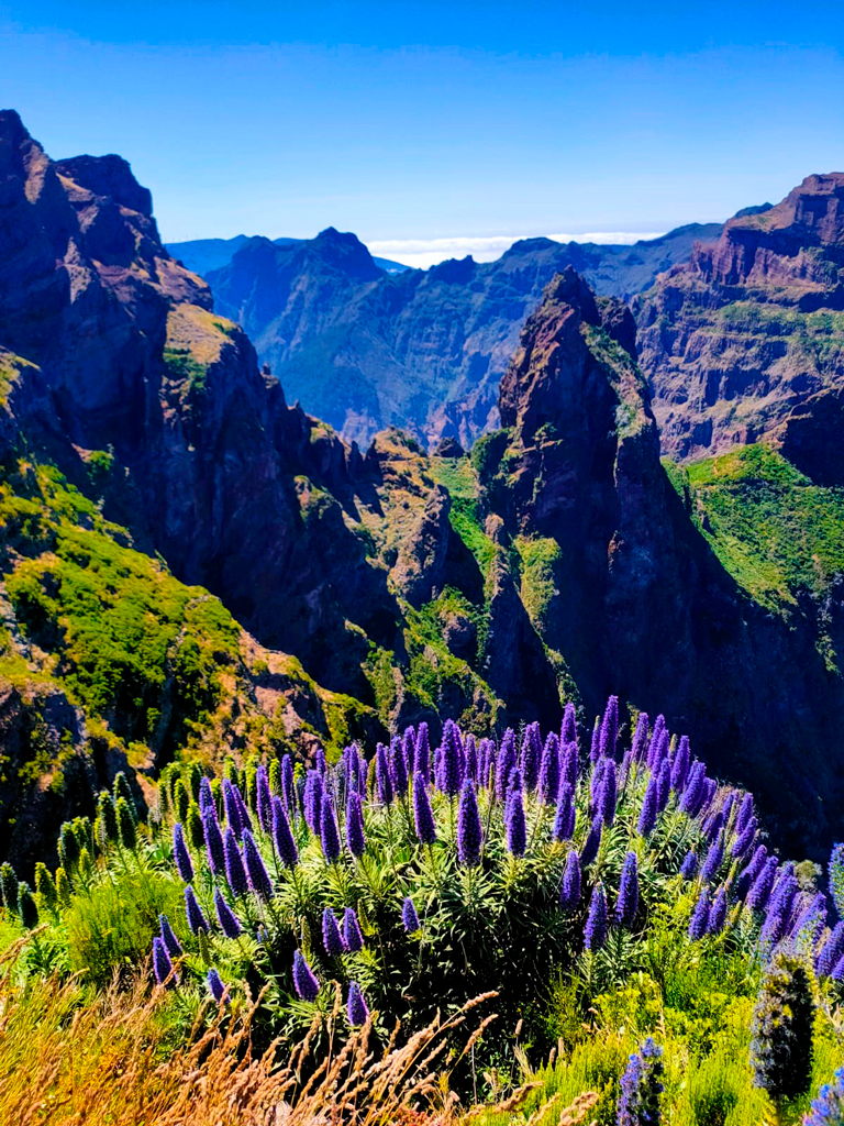 Hasta en las cumbres, las flores./ Foto A Carmona