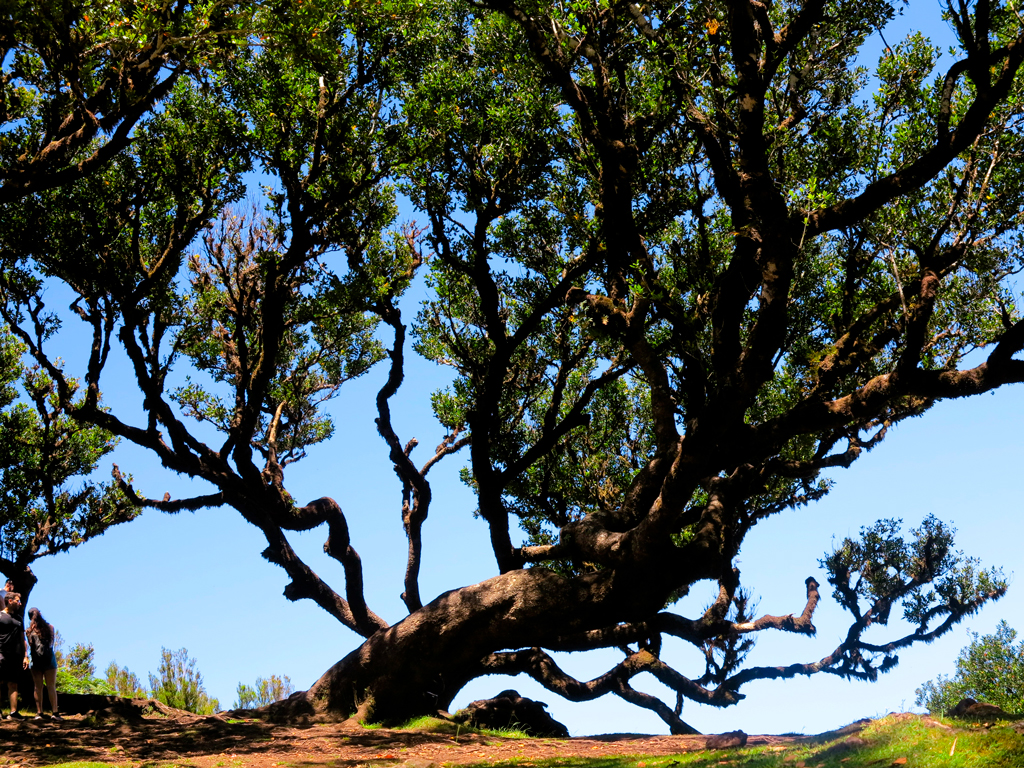 El árbol escultura (viva) en el bosque de Fanal./ Foto JM