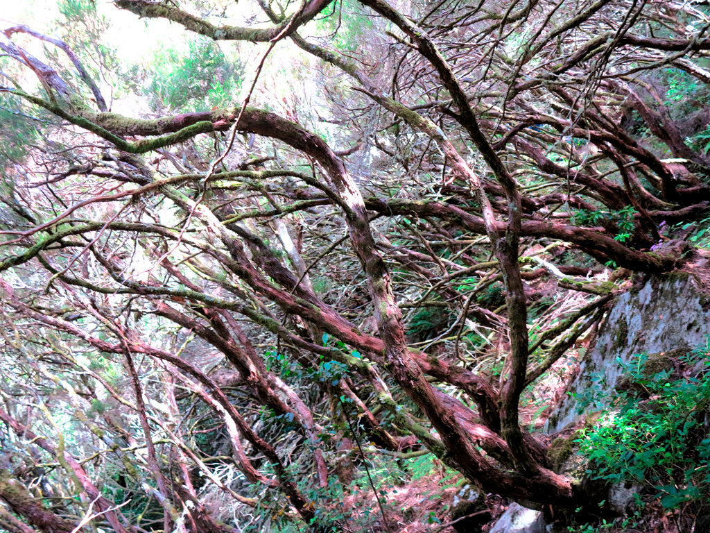 El poder de los bosques./ Foto JM