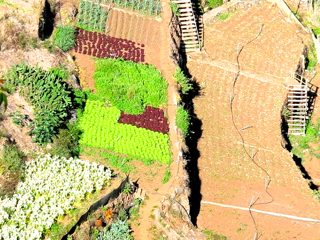 En Madeira, la tierra de cultivo es pura riqueza./ Foto JM