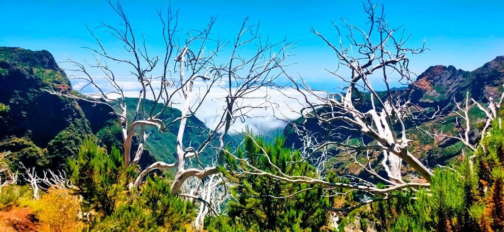 Paisaje con vestigios, supongo, de algún viejo incendio. Ahora es un mar de belleza./ Foto JM