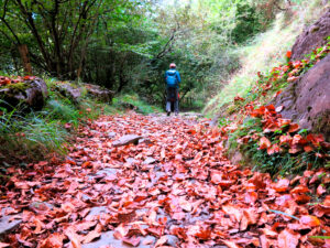 Caminante no hay camino, se hace camino al andar. Y al final del viaje, el otoño./ Foto JM