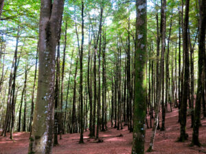 En los seis días de travesía, los bosques de hayas han sido la constante./ Foto JM