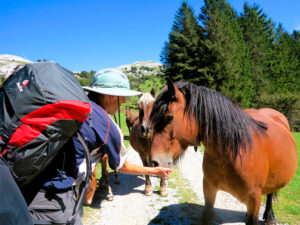 Georg, el teutón, ofrece frutos secos a un caballo, durante un descanso en la ruta./ Foto JM