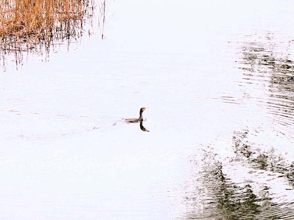 En el remanso del río el pato va y viene en un juego que solo el comprende./ Foto JM