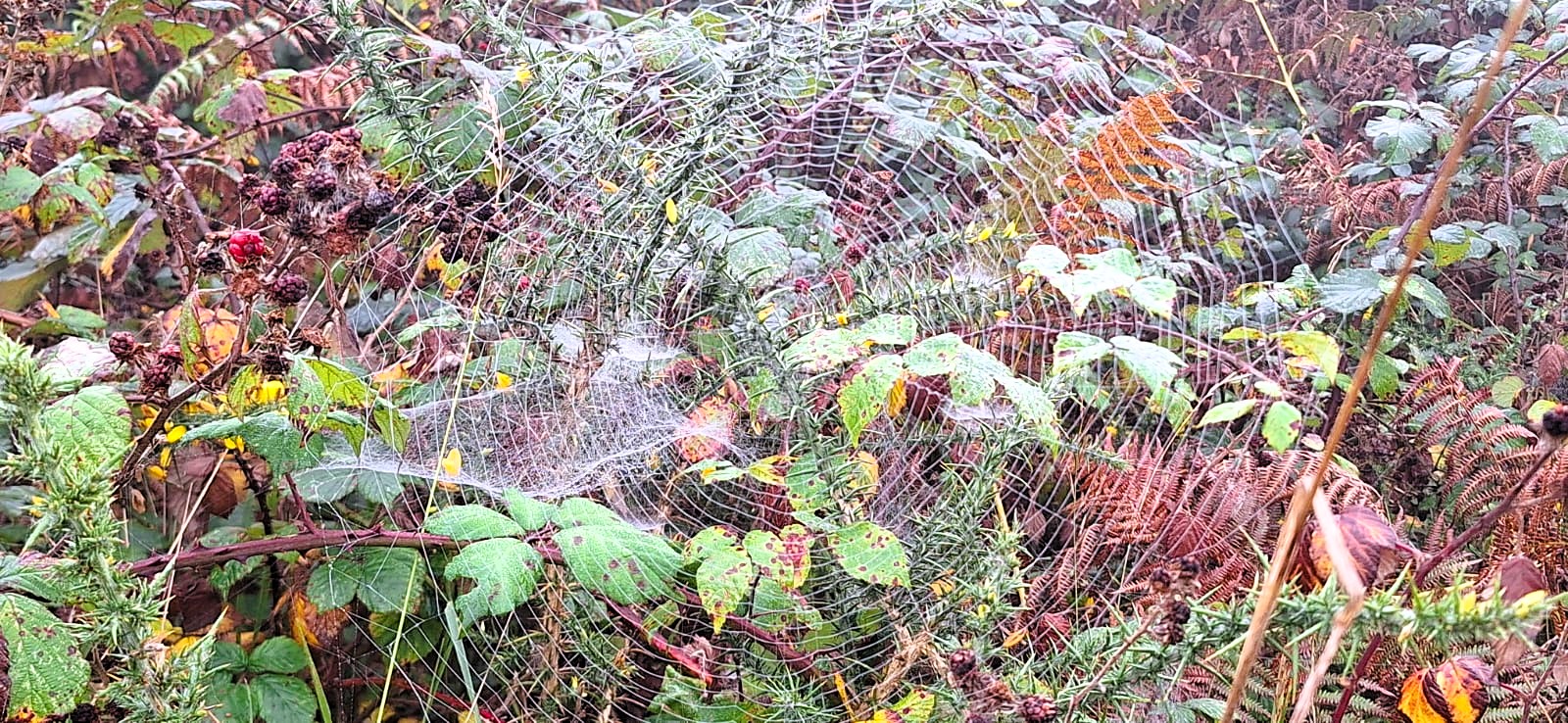 La telaraña./ Foto Alfonso