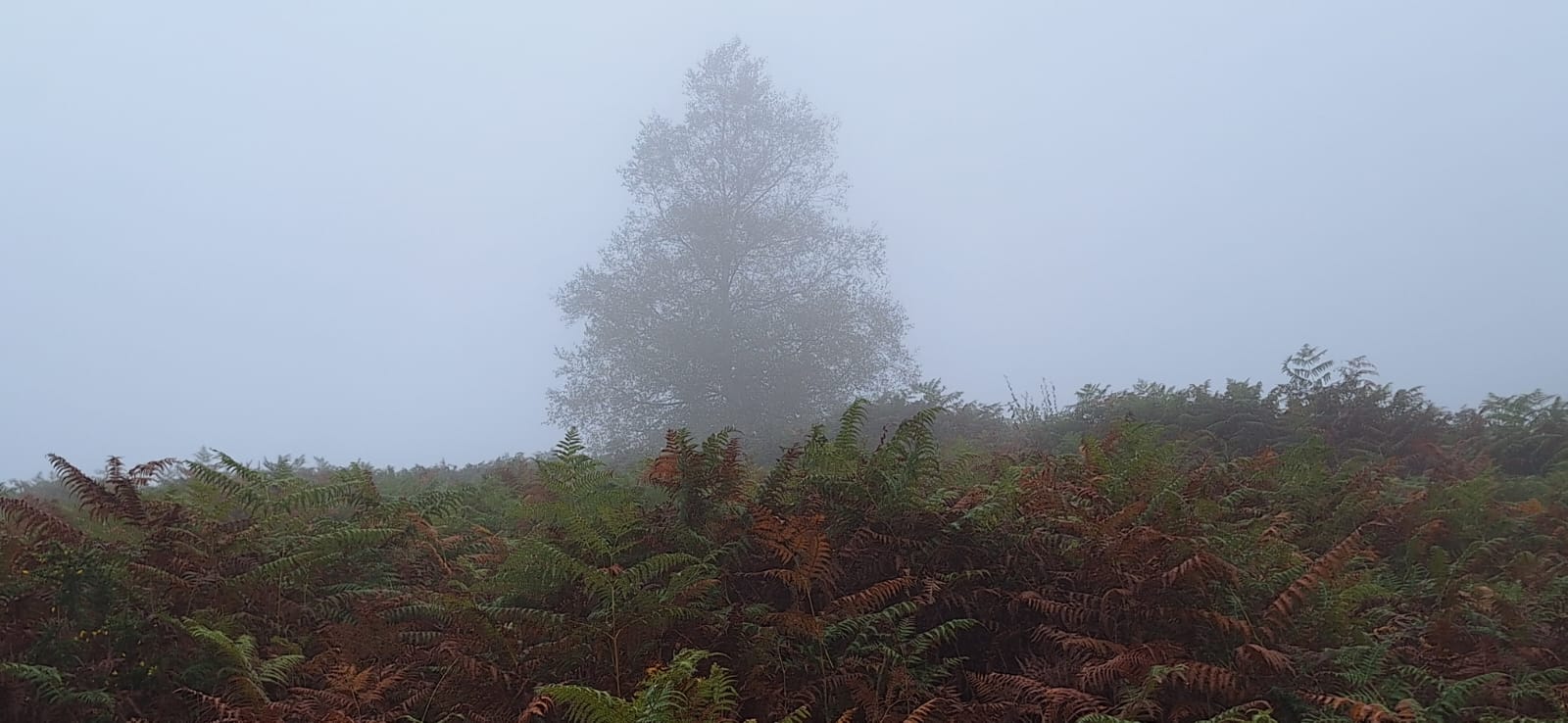 El árbol que vigilaba los bosques./ Foto Alfonso Lasso