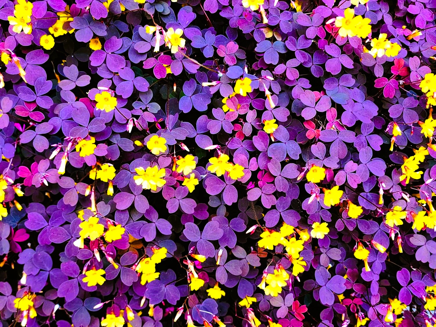 La belleza en el jardín./ Foto JM