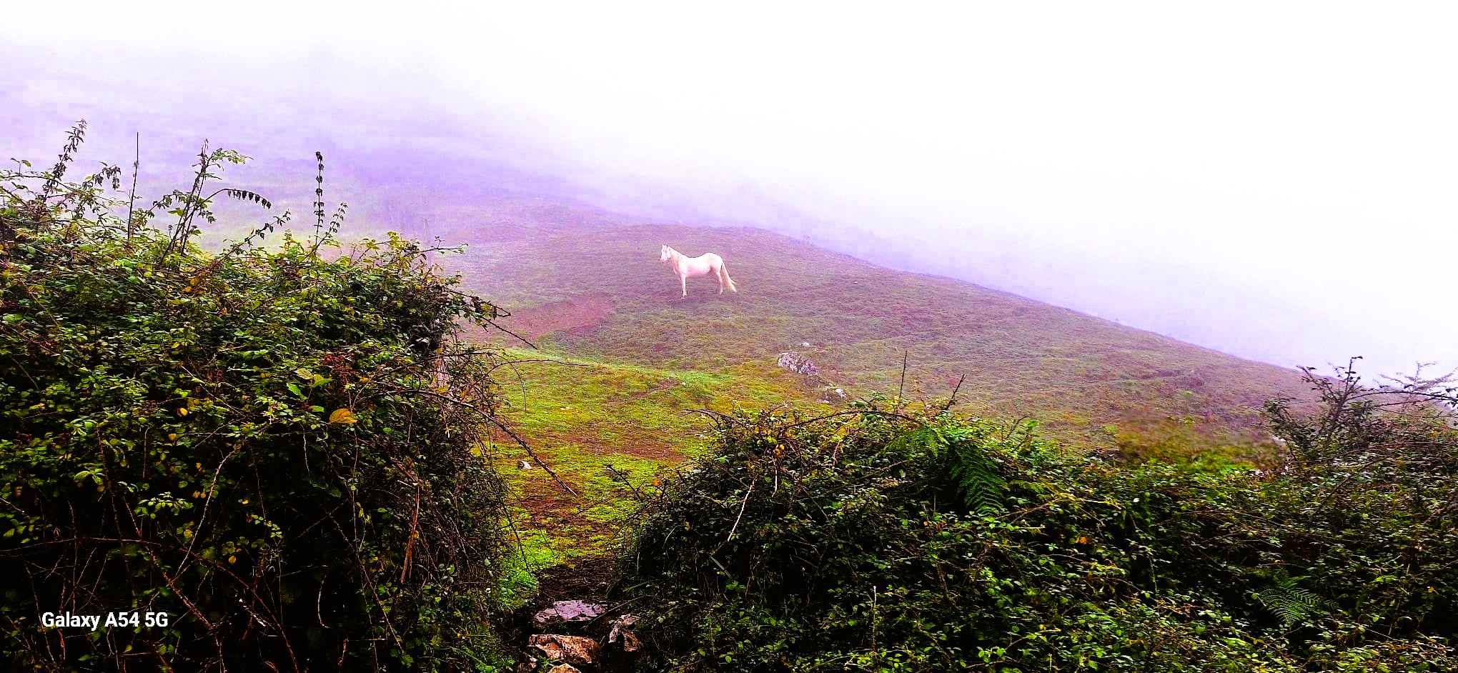 La soledad del caballo perdido en la niebla./ Foto JM