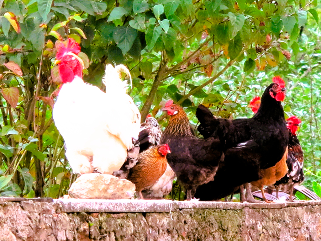 Reunión de gallinas al borde del camino./ Foto JM