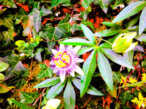 Pasiflora (passiflora incarnata), conocida también como flor de pasión./ Foto JM