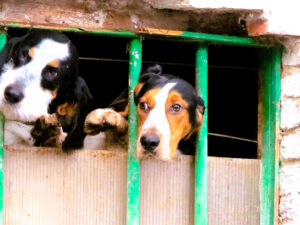 La tristeza de los perros./ Foto JM