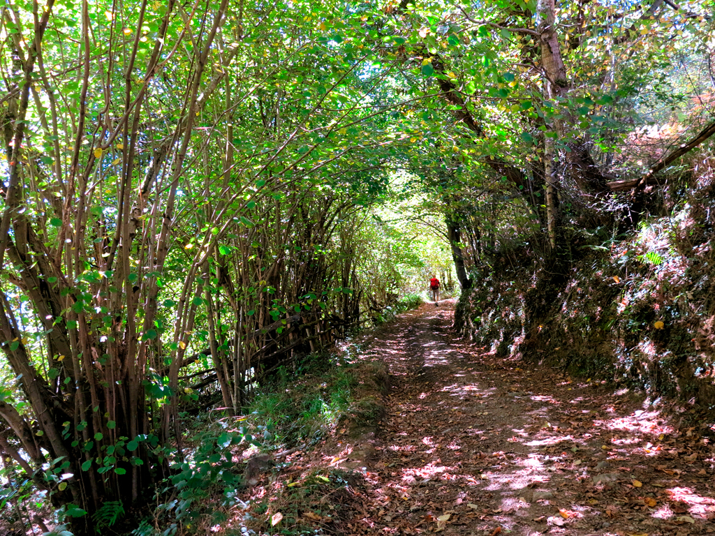 Los caminos horadados durante siglos se hunden en los bosques profundos./ Foto JM