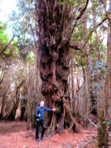 Los misterios del bosque y esos arboles gigantes./ Foto JM