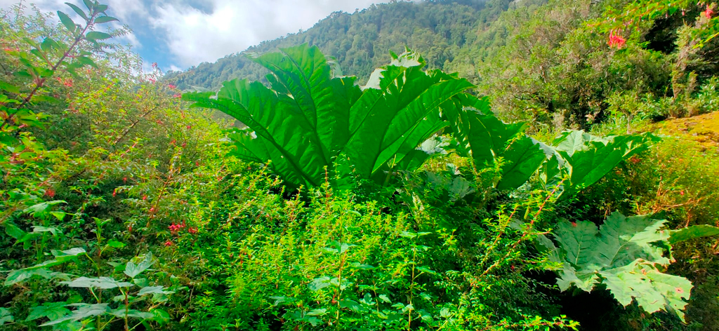 La exuberancia del paisaje nos ocoge./ Foto PdeD